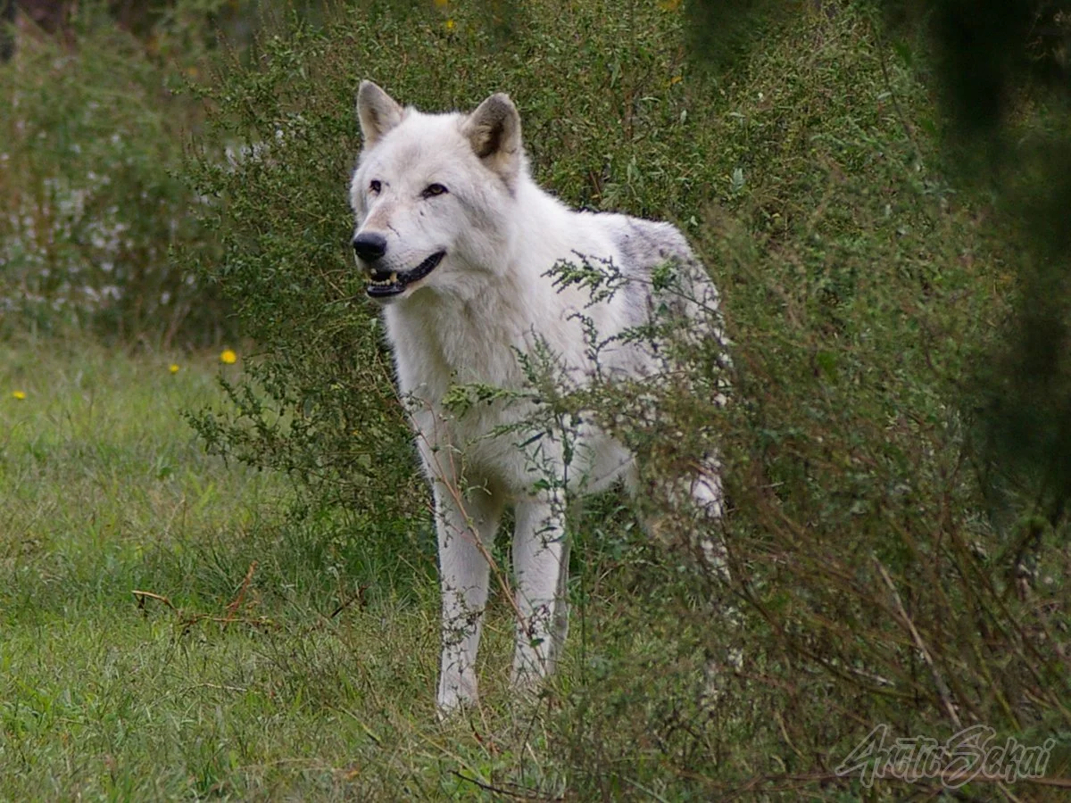 White Wolf (1)