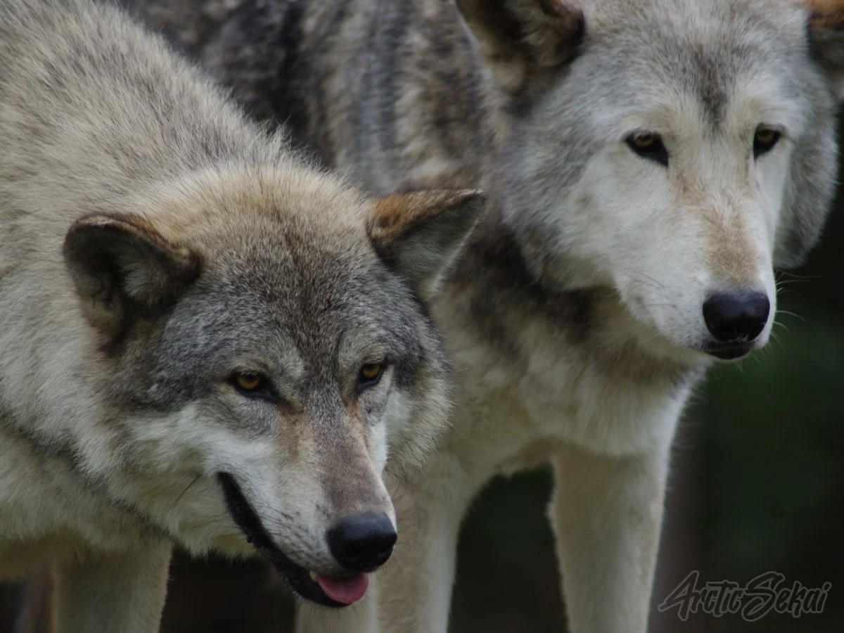Wolf Buddies