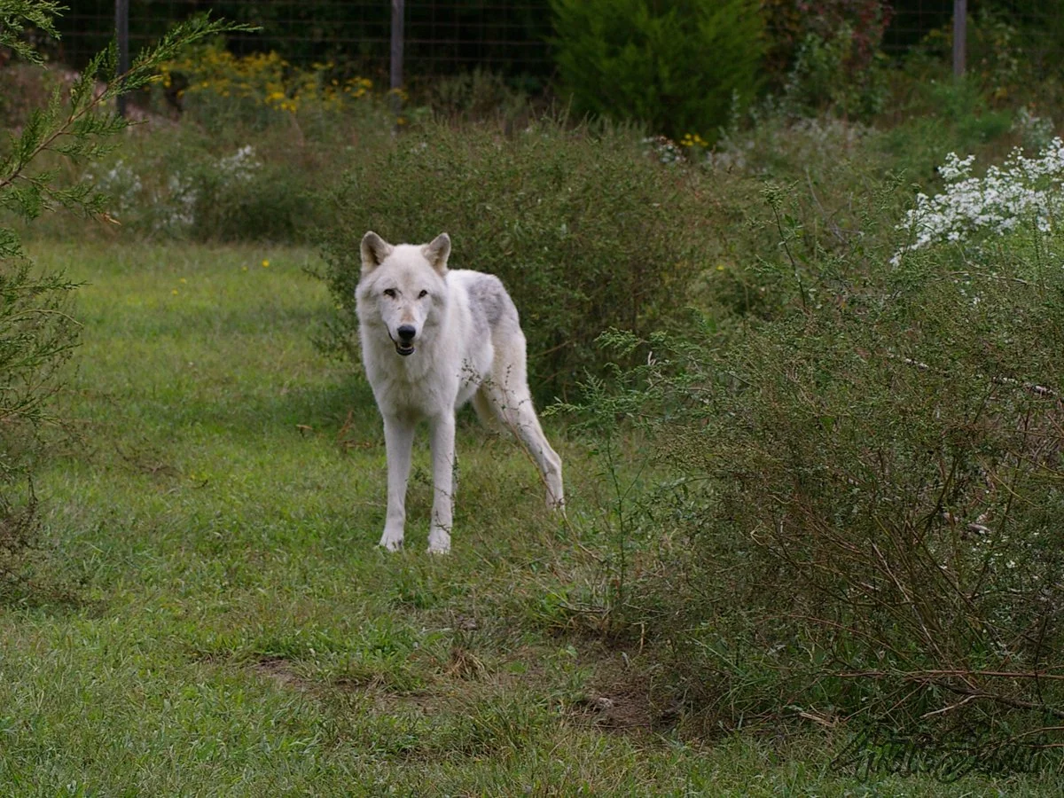 White Wolf (2)