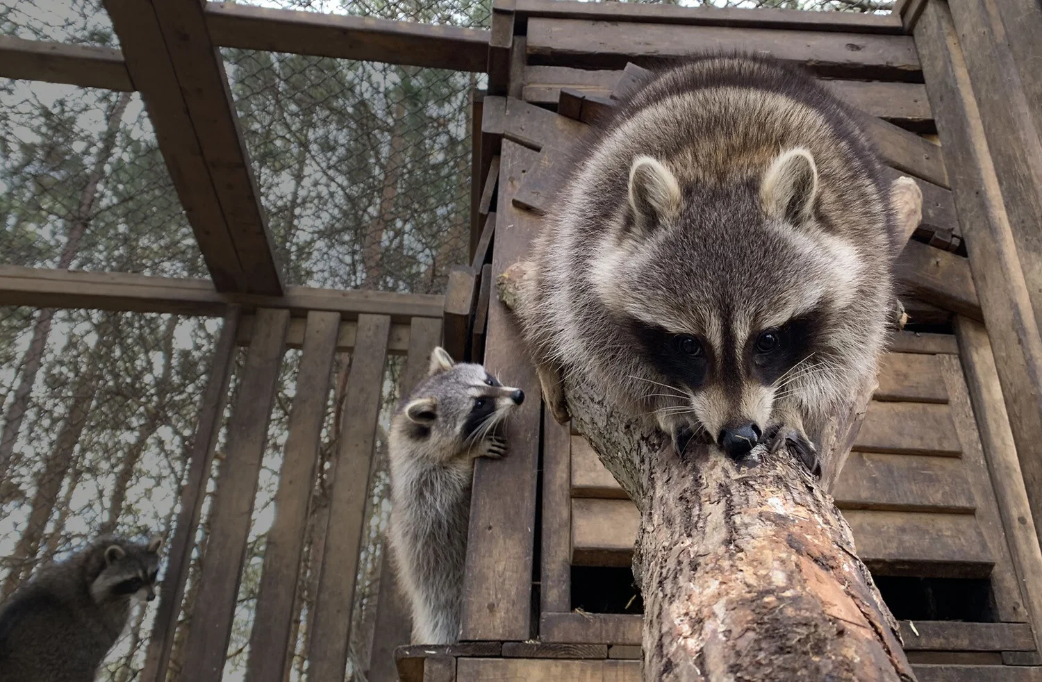 Mally's Third Chance Raccoon Rescue and Rehabilitation Sanctuary