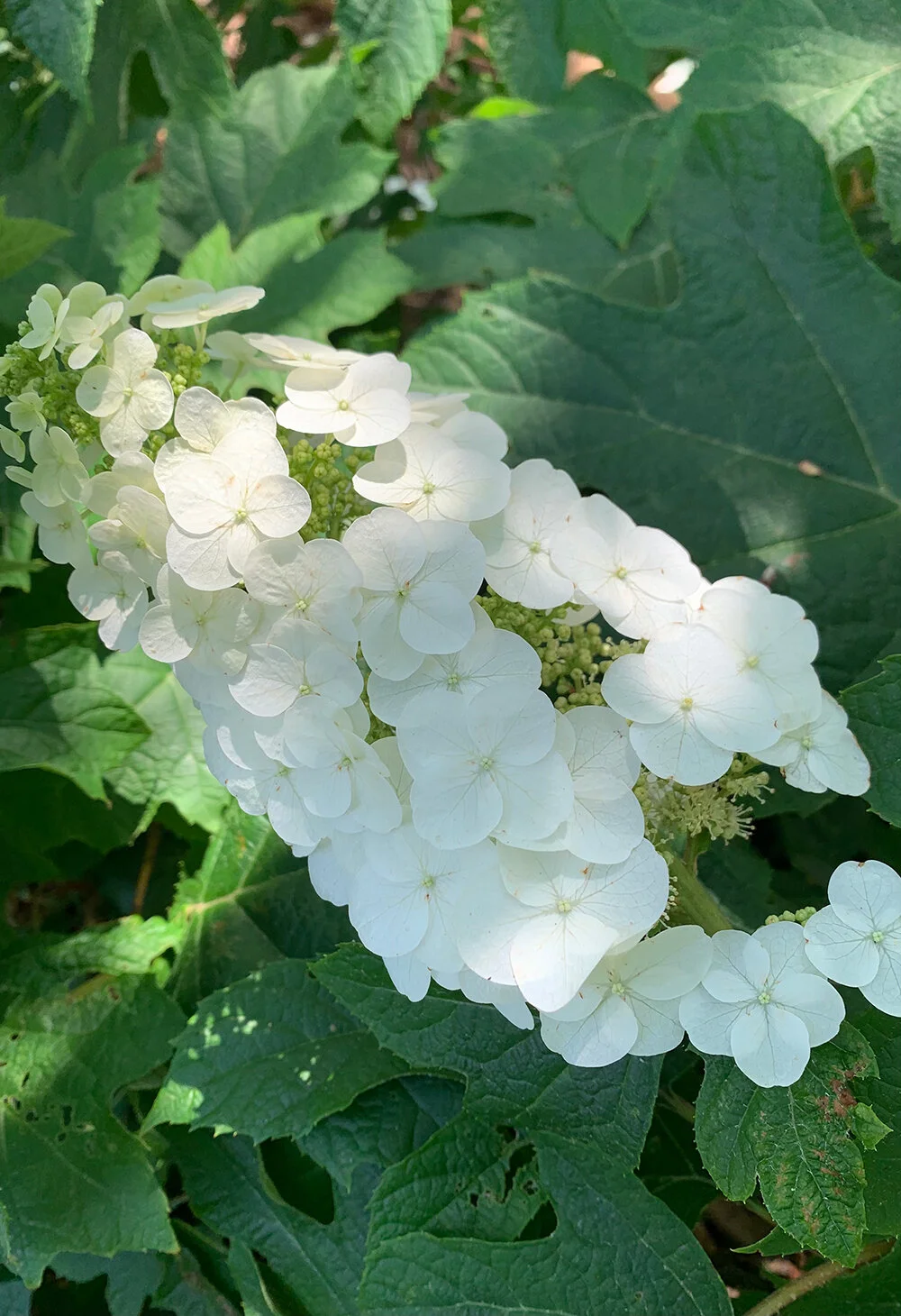Oak Leaf Hydrangea