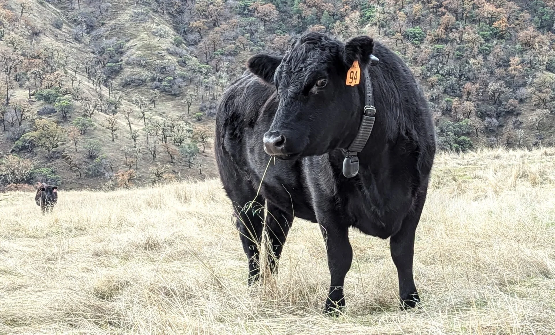 A cow wearing Halter's solar-powered virtual fencing collar.