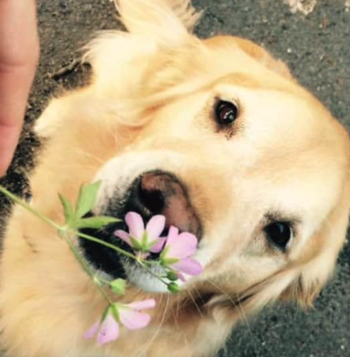 Memorial pet bead Testimonial 1.png