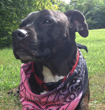 Memorial pet bead Testimonial 2.png