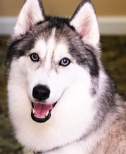 Memorial Pet Bead Testimonial 4.png