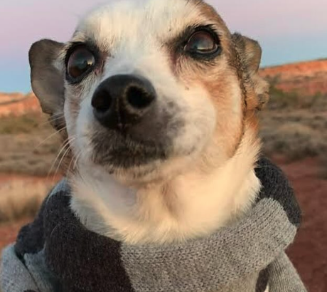 Memorial Pet Bead Testimonial 5.png