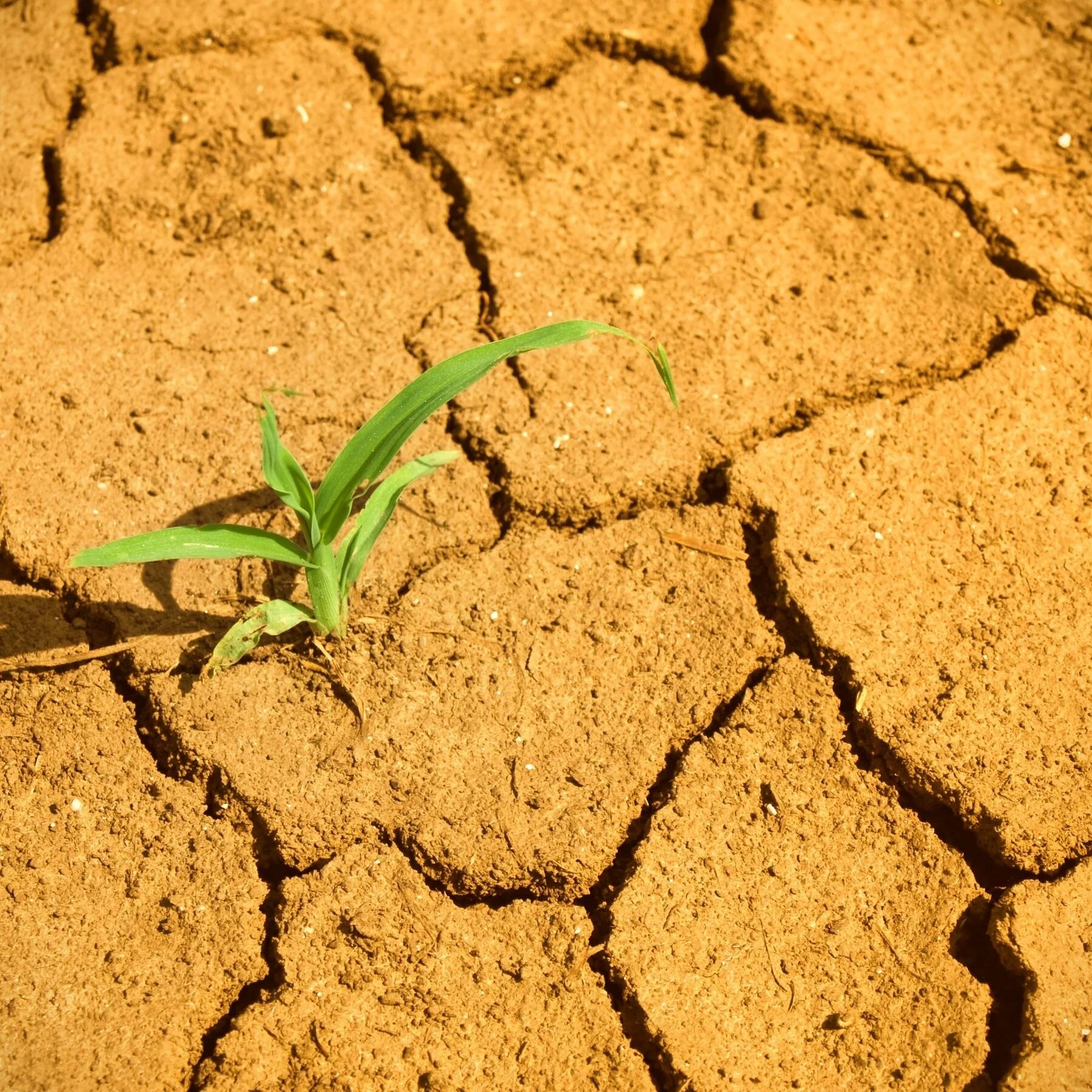 «&nbsp;Résilience ou survivance ? »