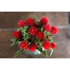 gomphrena strawberry.jpeg
