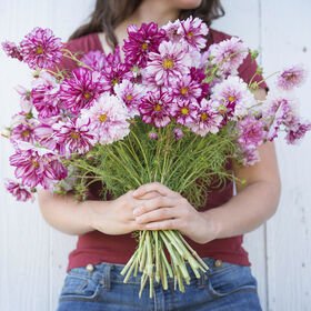 cosmos double click bicolor violet.jpg