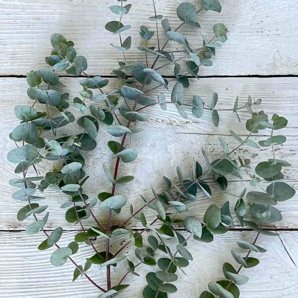 eucalyptus silver dollar.jpg
