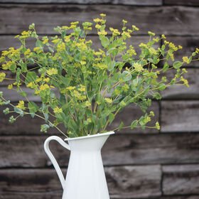 bupleurum.jpg