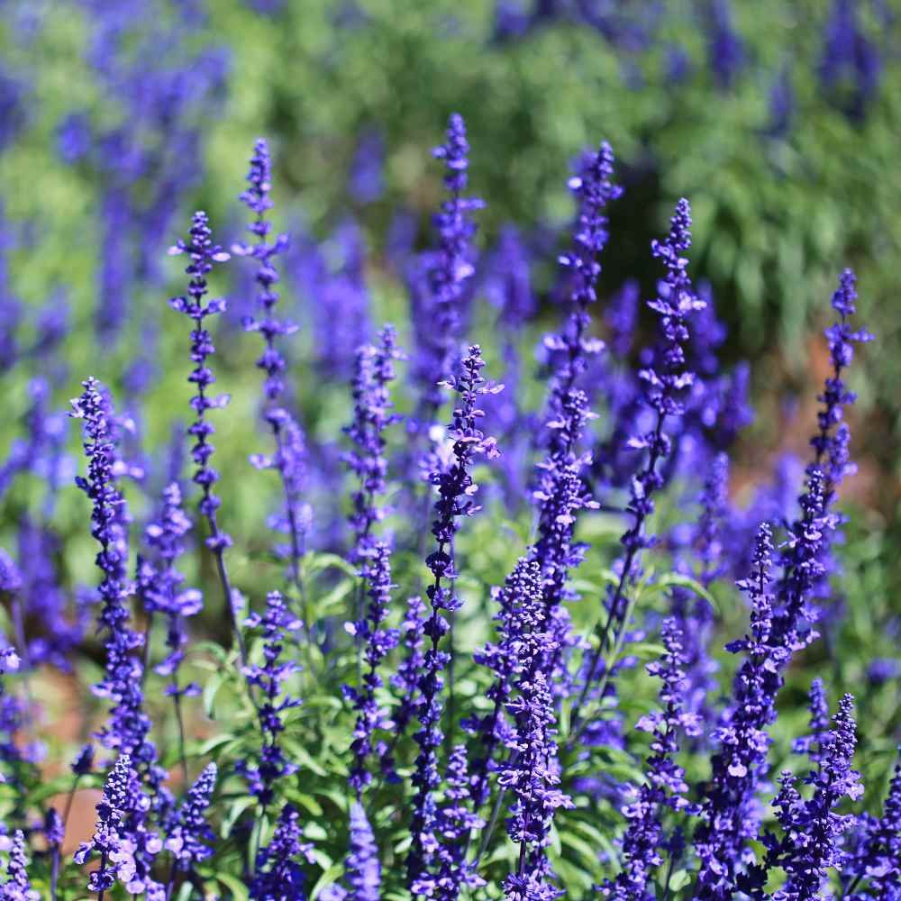 sirius blue sage.jpg