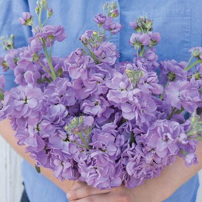 3692_01_katzlavenderblue.jpg