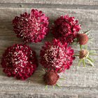 scabiosa fire king.jpg