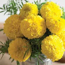 marigold giant yellow.jpeg