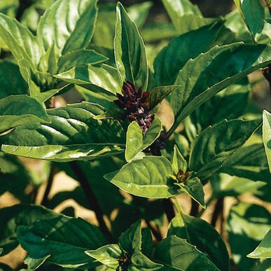 herbs cinnamon basil.jpg