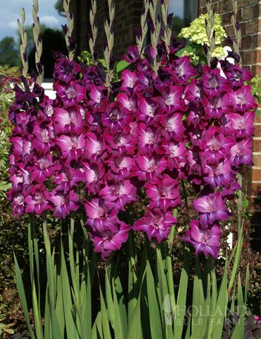 purple glads.jpg