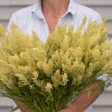 celosia sylphid.jpg