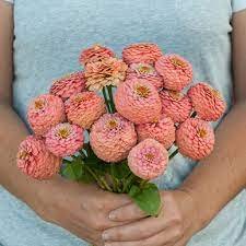 oklahoma zinnias.jpeg