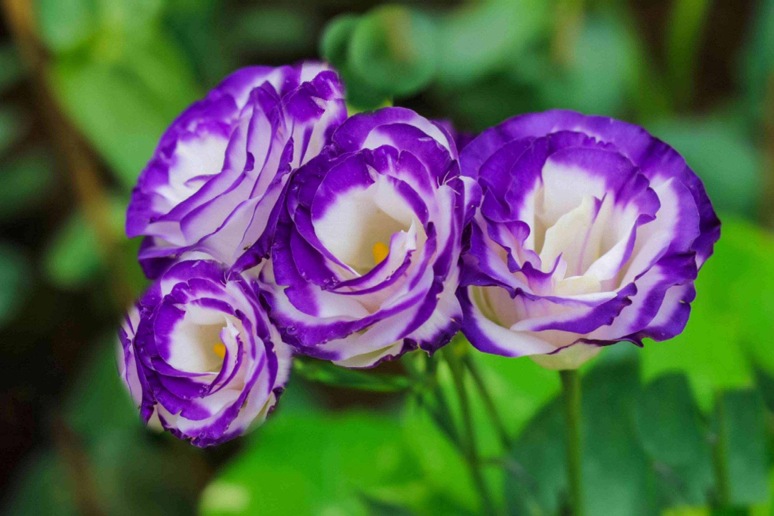 lisianthus-flowers-1315711-03-b3a40f576ac94894a98373be1b77b3fc.jpg