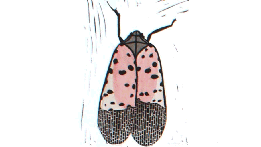 Lanternfly.gif
