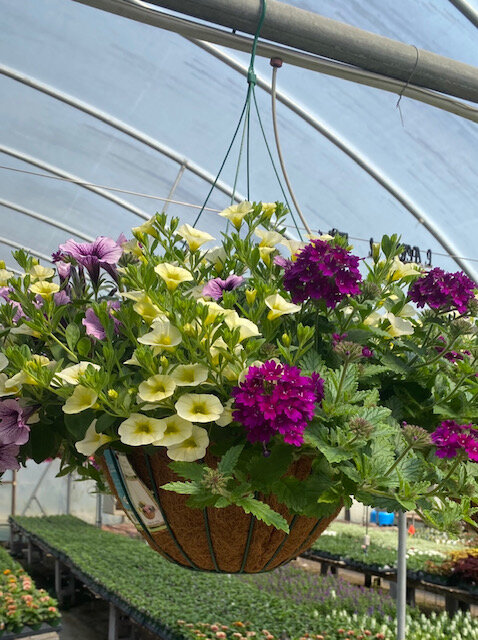 Deluxe Coconut Hanging Basket