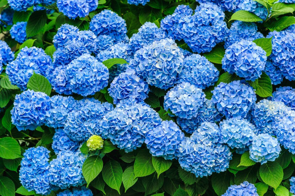 blue h.jpeg