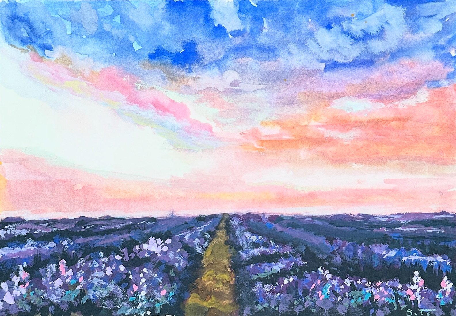 lavender fields.jpeg