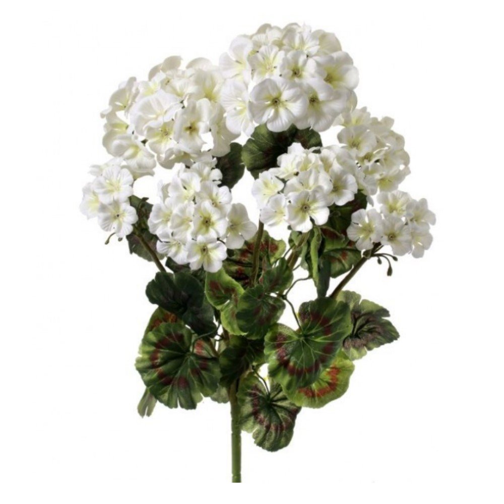 Geranium x7 Bush: White, 20"