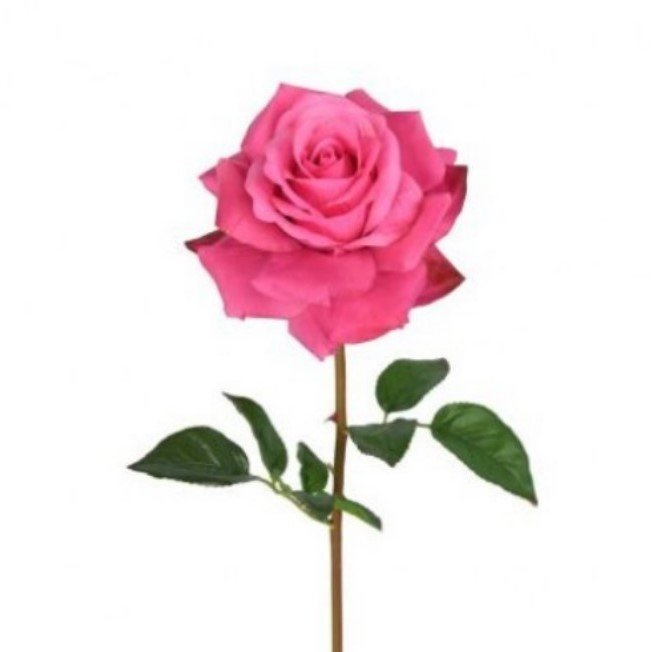 MTF23891 FUSCHIA 2.jpg