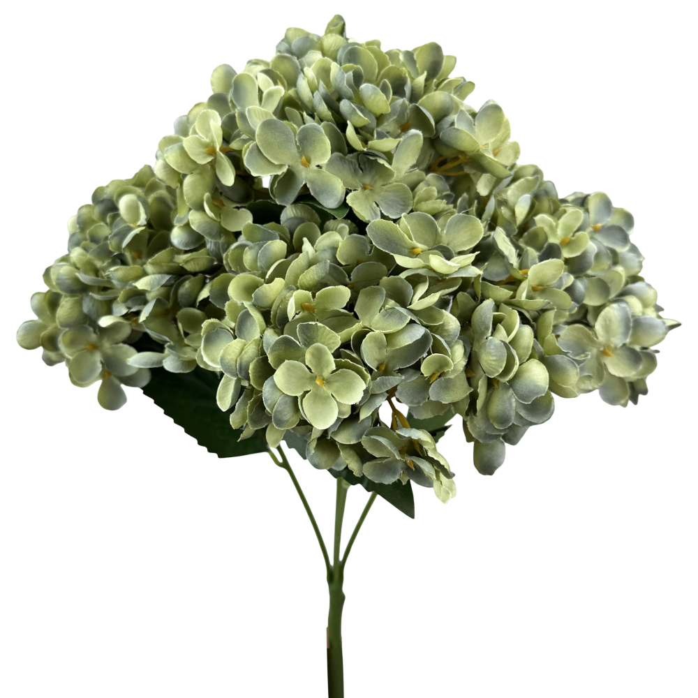 Fall Hydrangea Bush: Sage, 19"