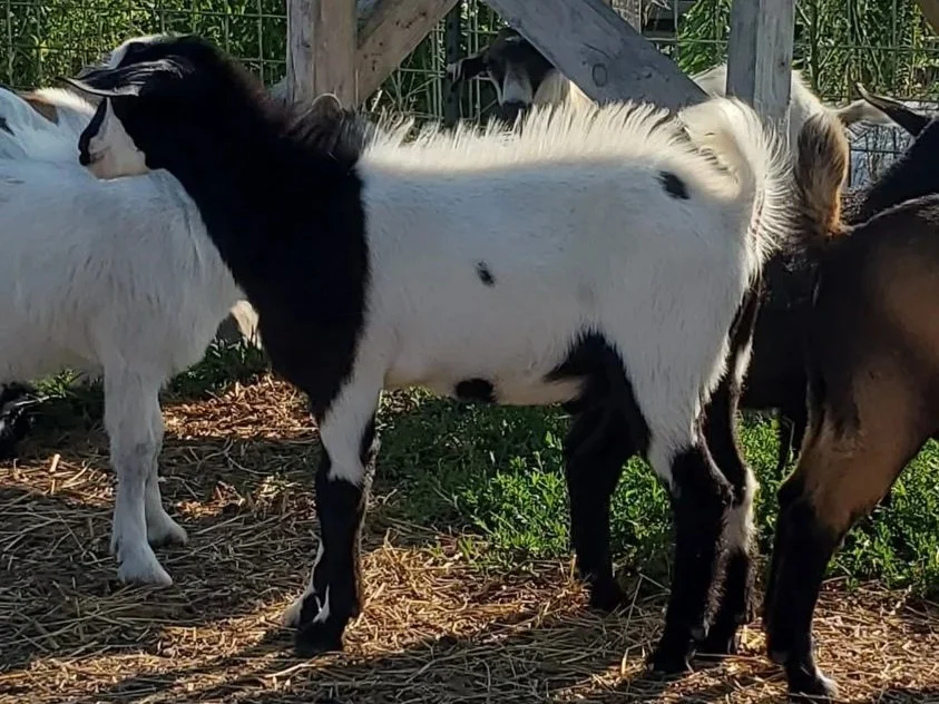 Polled Male - 117