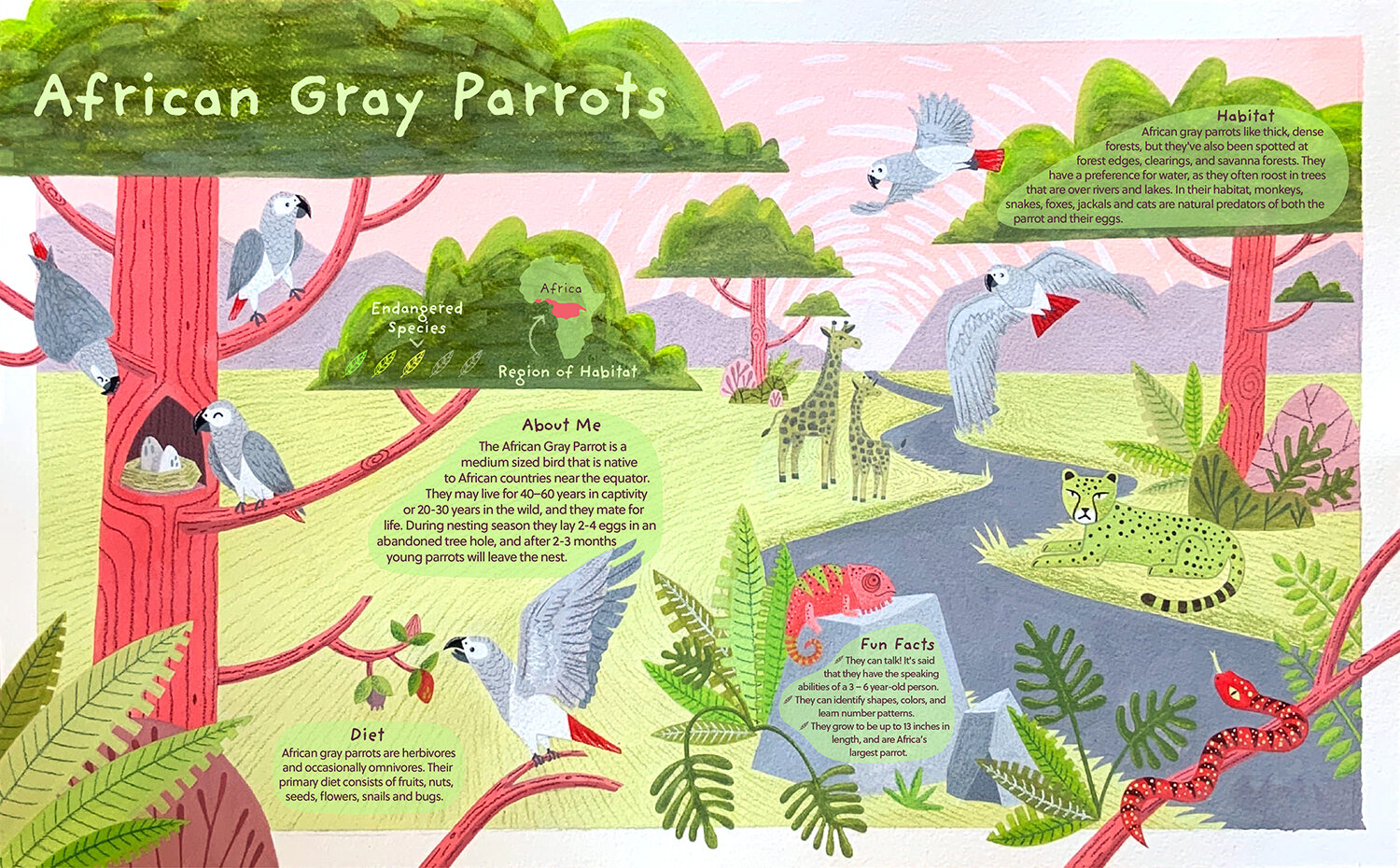 Illustrated Informational Two-Page Spread on African Gray Parrots