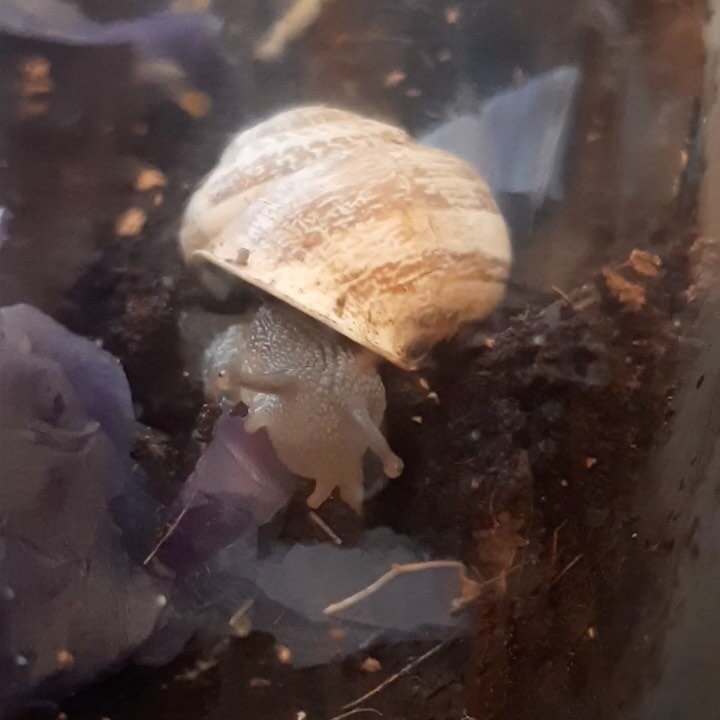 Our first rush event, Snail Eating Contest, is tonight!

Saturday, 2/6 9:22pm
tepxi.mit.edu/gather

Snails eat slowly. But what's slower than a snail eating dinner? Bring something to compete against our slimy friends (a melting ice cube, human evolu