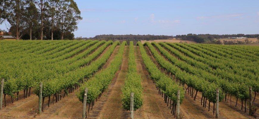 WCH-MTB-vineyard.jpeg