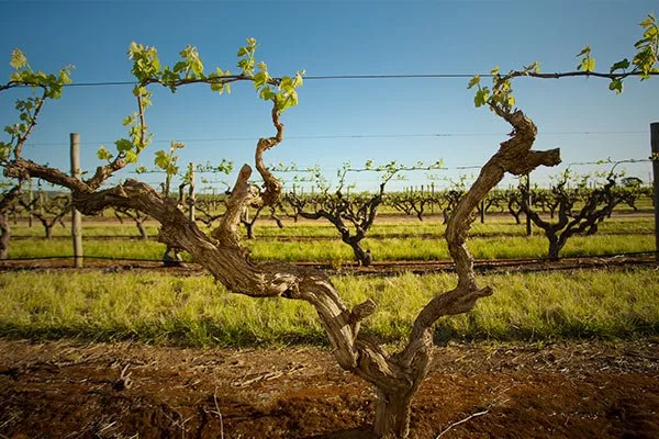 kaesler-wines-home-page-vineyards.jpg