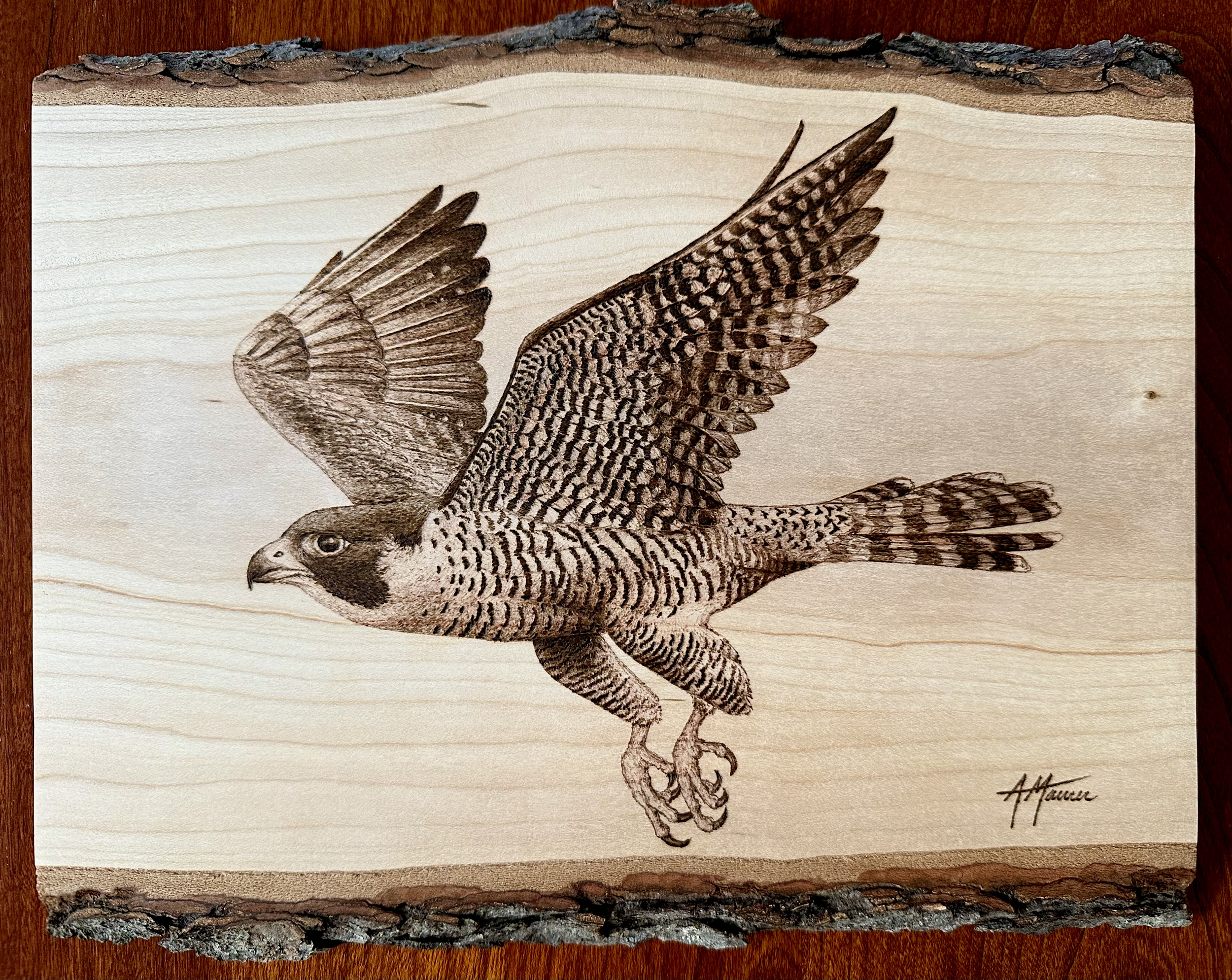 Peregrine Falcon on Black Cherry (8 x 10) -- $300