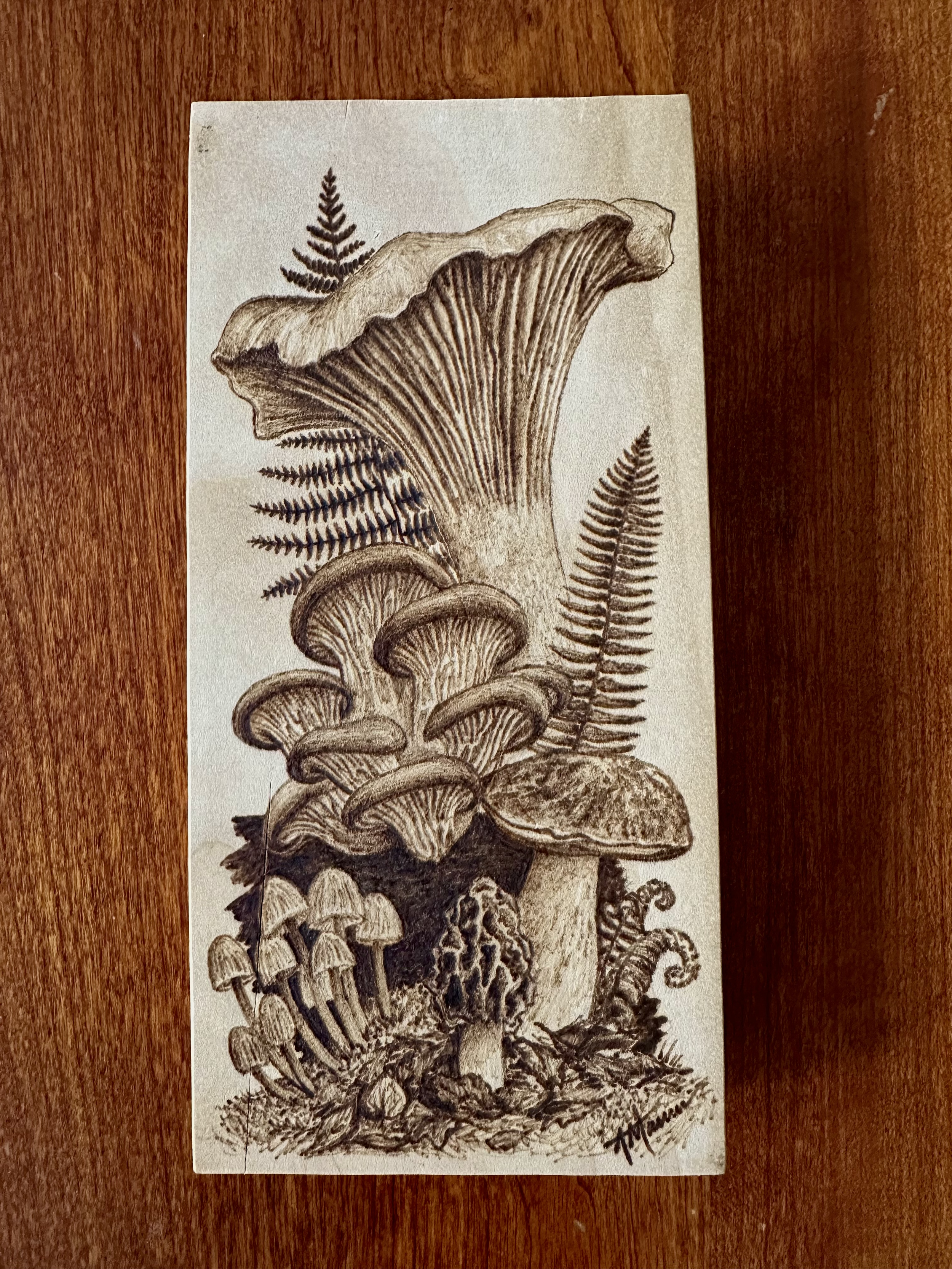 Mushrooms of the Northeast No. 2 on Pine (9 x 5) -- $150