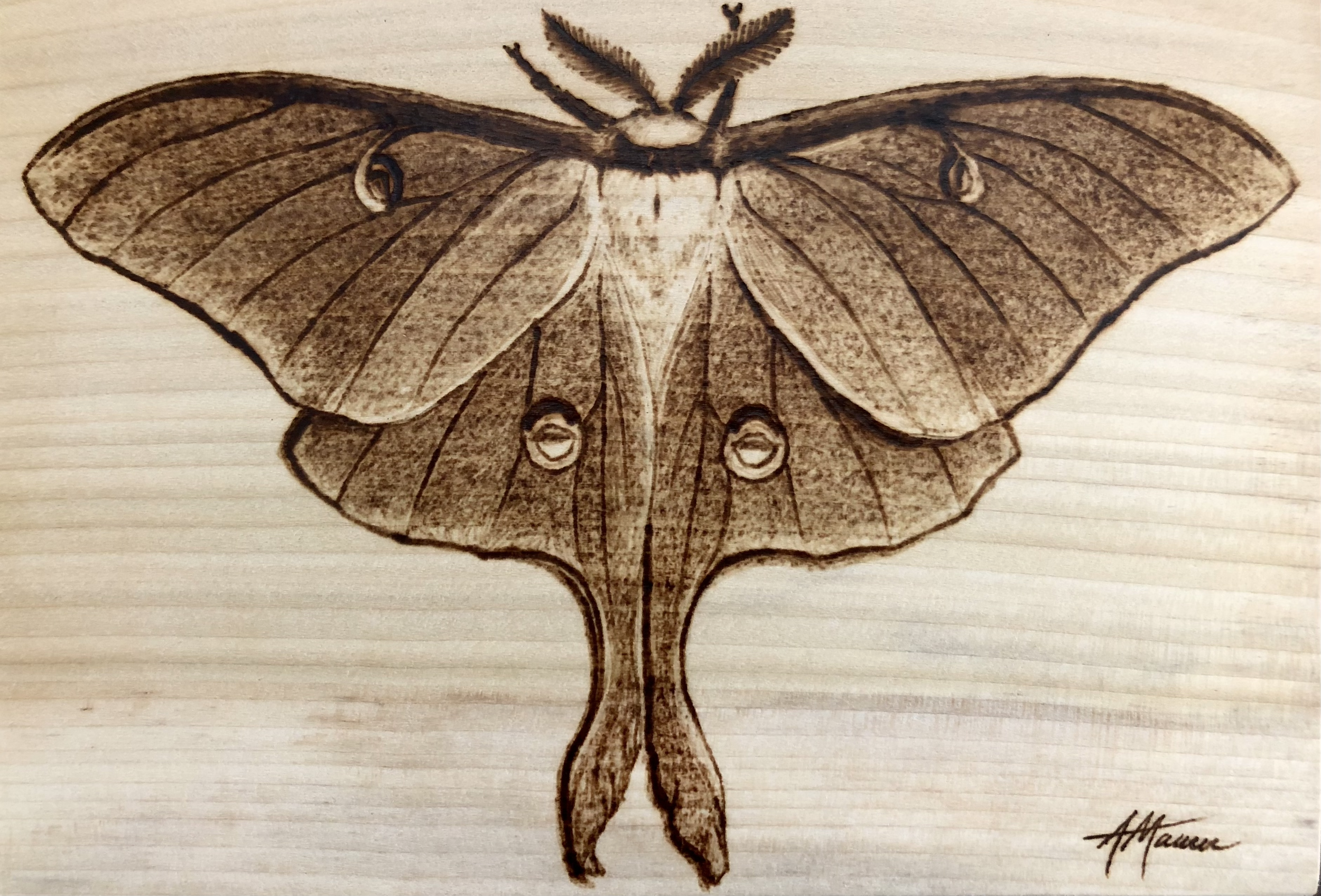 Luna Moth on Poplar (6 x 8) -- $100