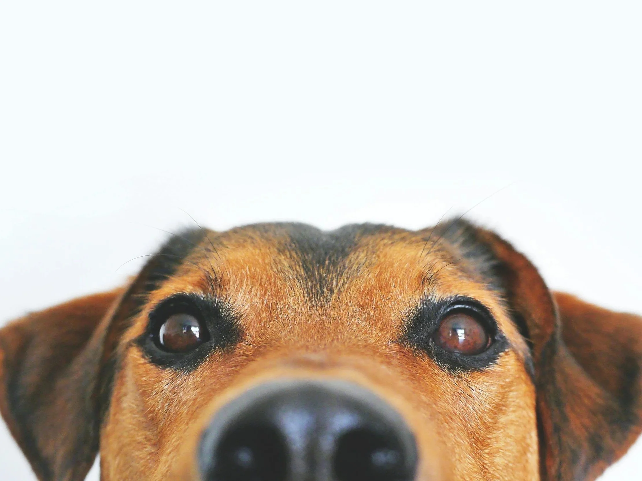Travelling with Your Pet: What You Need to Know Before You Go