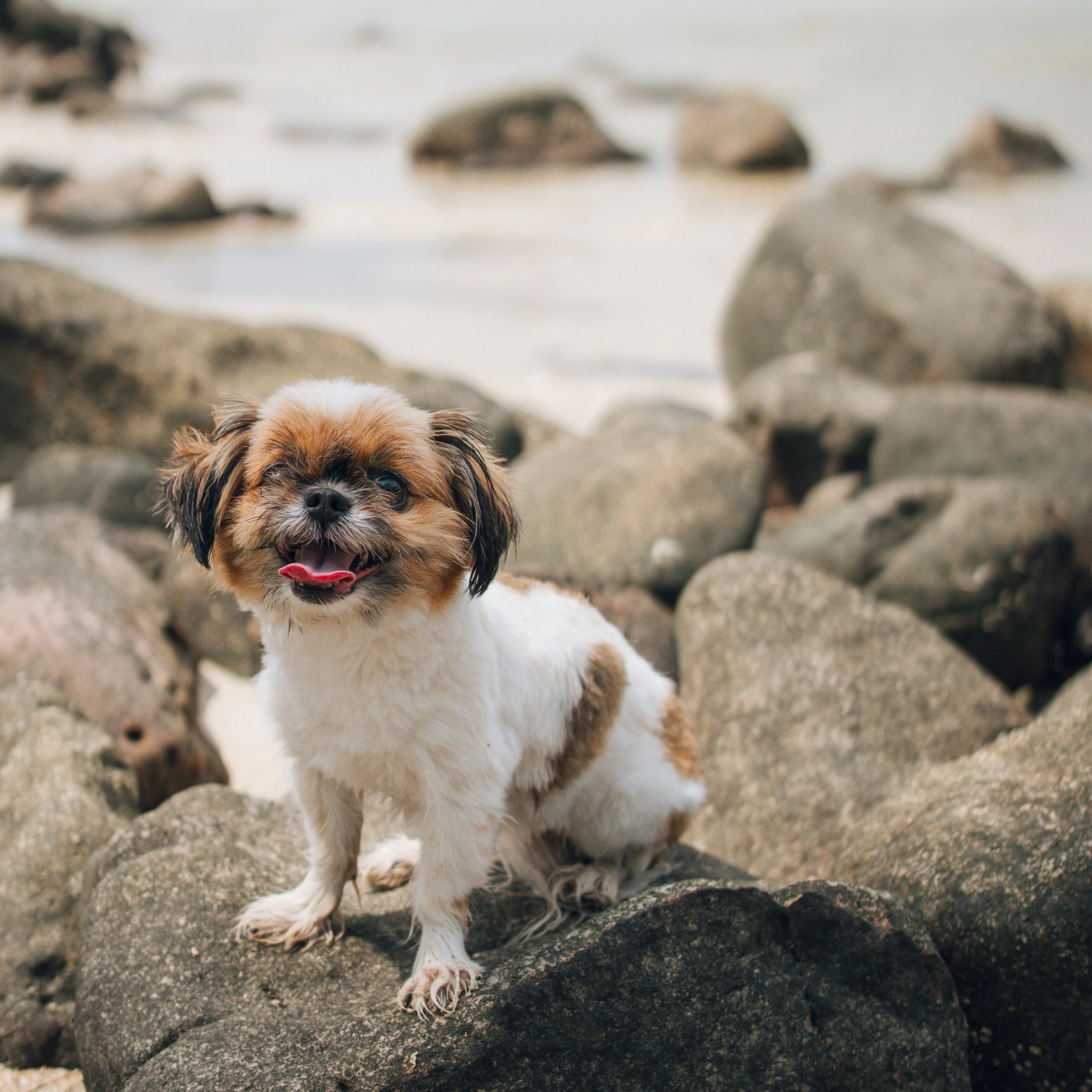 Dog-Friendly Resort in Koh Kood: Why Rainy Season Is Perfect for a Beach Escape With Your Dog