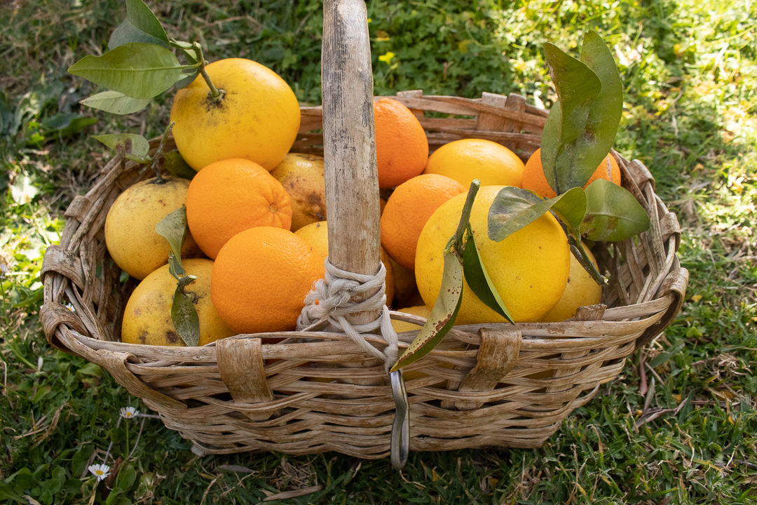 Notre visite dans une plantation de citrons à Menton