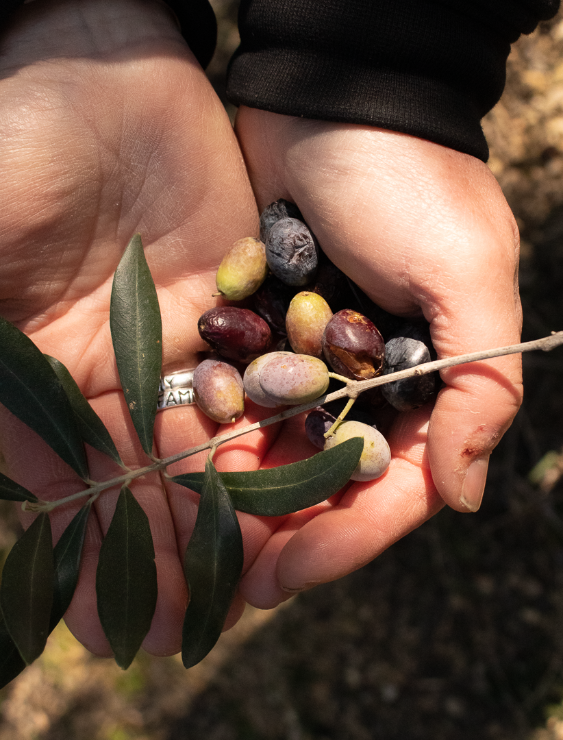 Visit at Olive &amp; Artichoke farm 