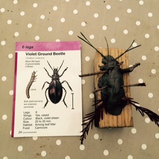 Minibeast Family Forest School Workshop