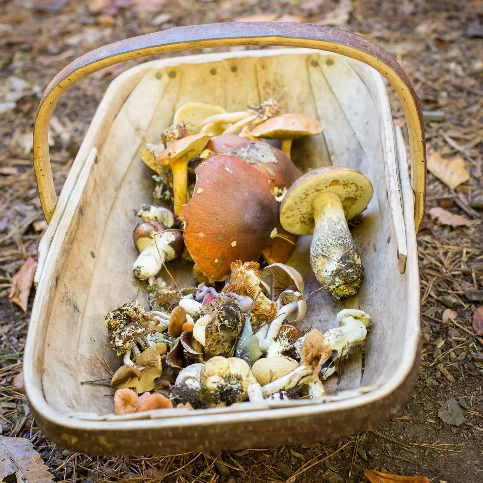 Woodland Fungi - Death or dinner