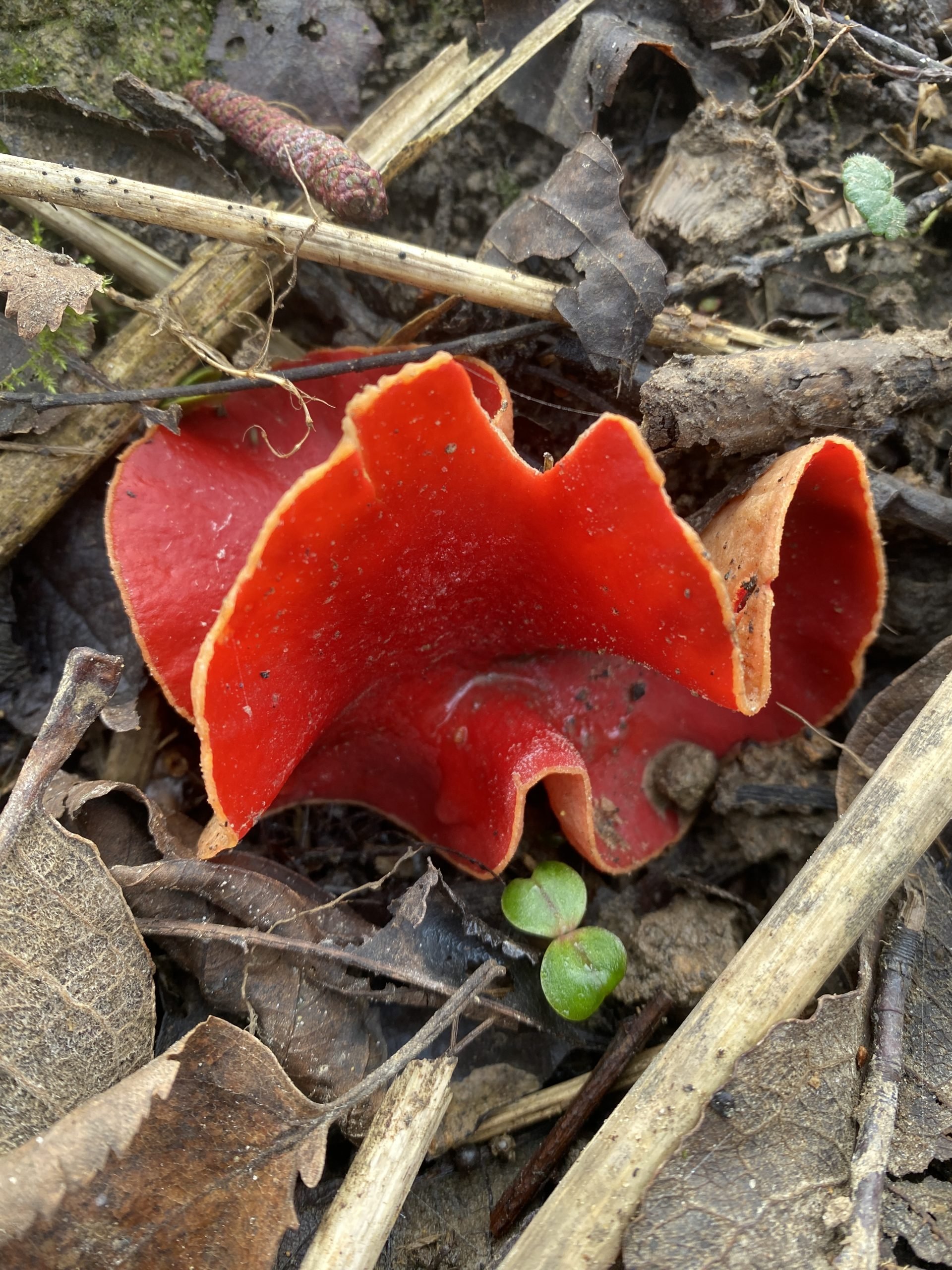 Primal Trail - Seasonal Forage