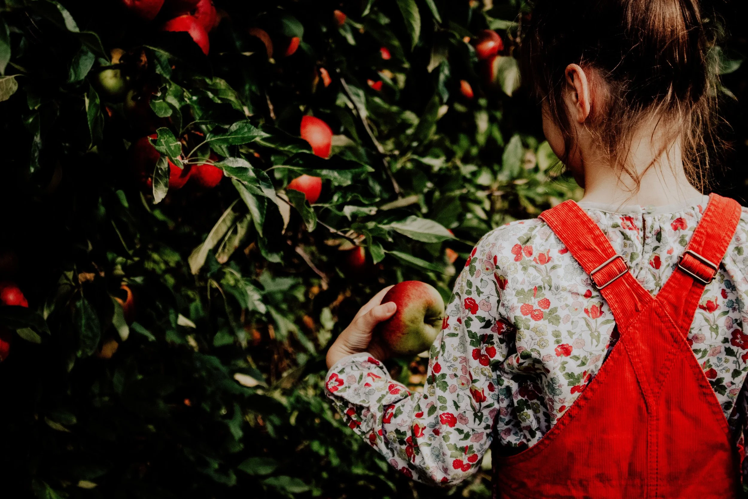 Young Orchardists: morning session