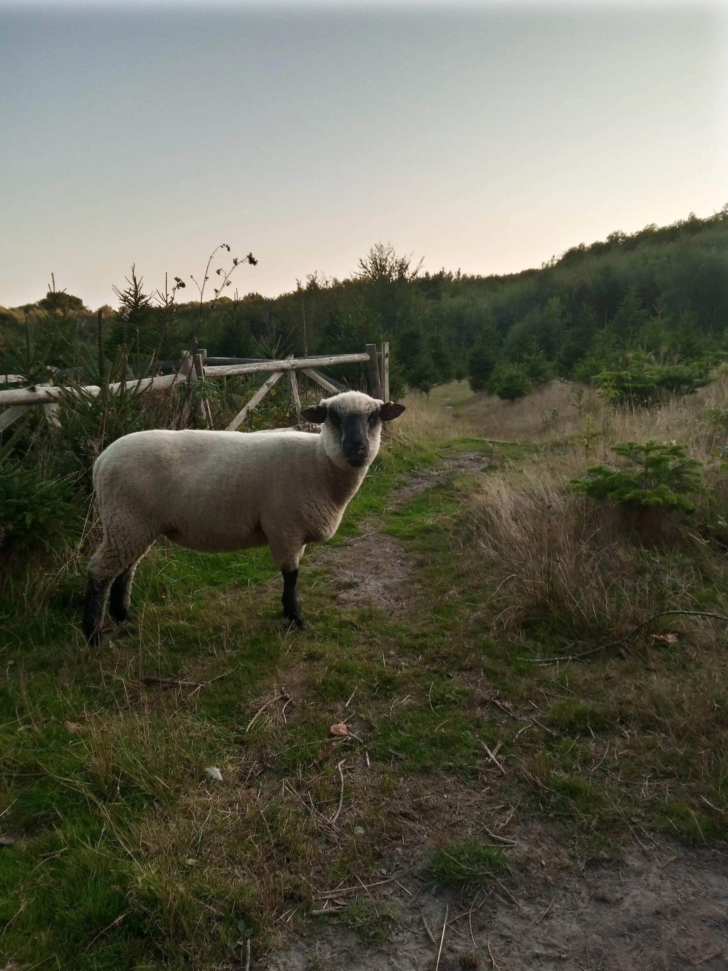 Sheep3.jpg