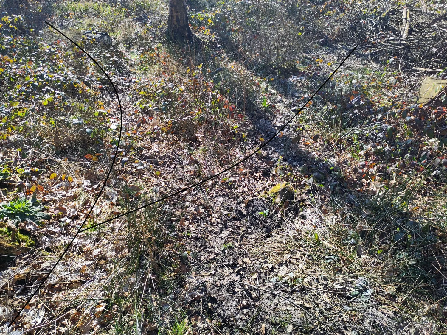 Desire Lines and Old Habits — Wilderness Wood
