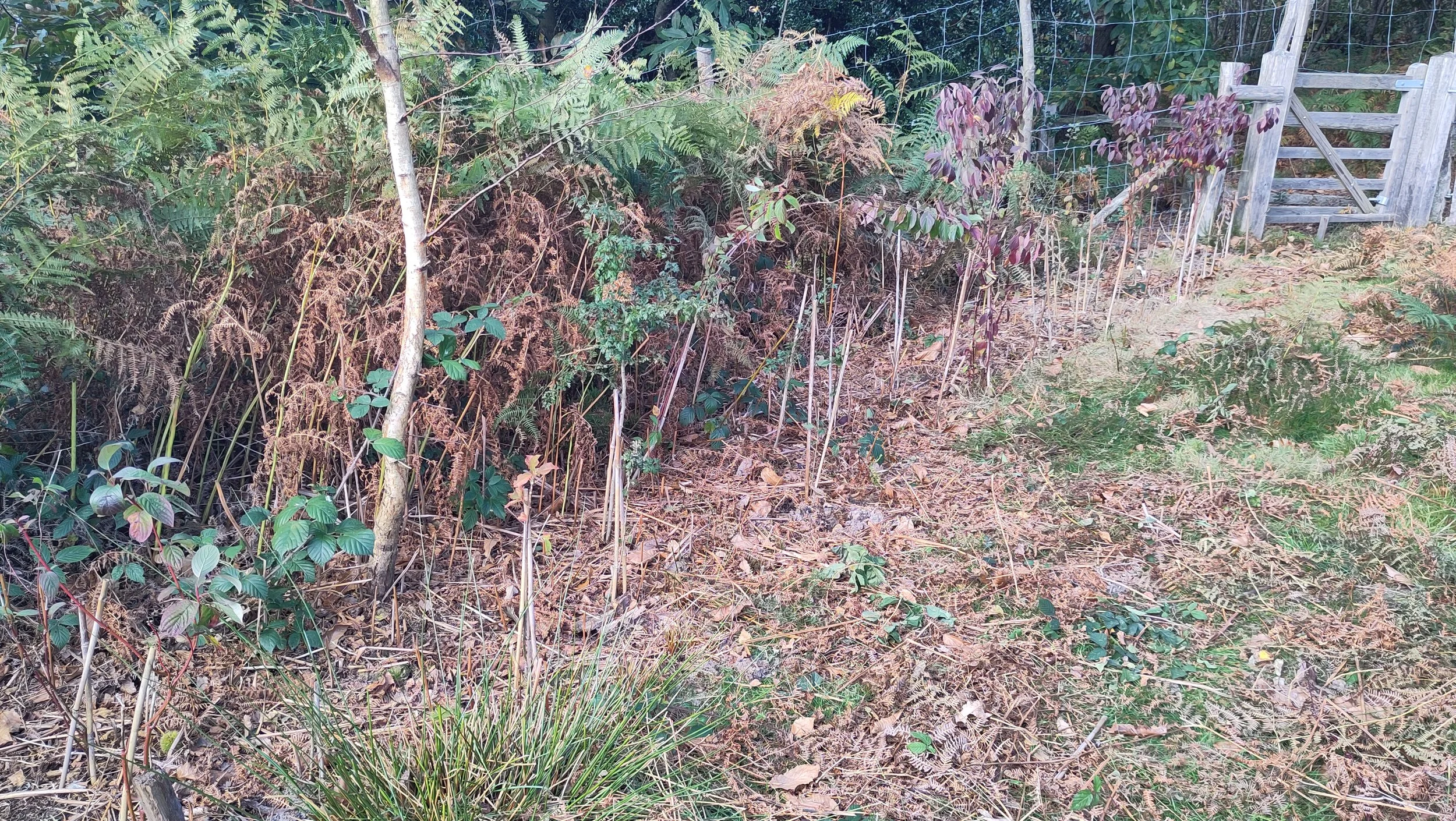 Bracken and Bramble are nolonger my Friends — Wilderness Wood